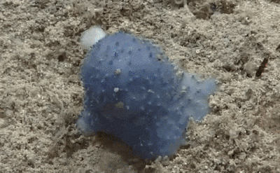 미확인 해양 생물 ‘블루 구’. 사진=미국 국립해양대기국(NOAA)