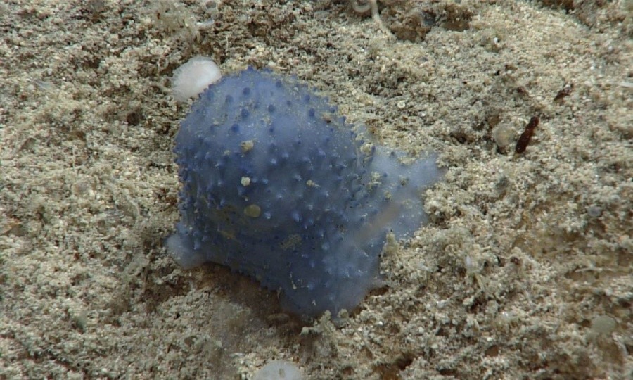 미확인 해양 생물 ‘블루 구’. 사진=미국 국립해양대기국(NOAA)