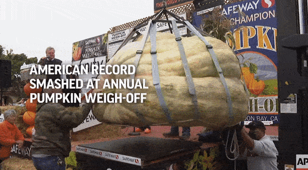 미네소타 출신 트레비스 진저가 10일(현지시간) 캘리포니아 하프문베이에서 열린 호박 컨테스트에서 자신이 수확한 초대형 호박(1161.2㎏)으로 1위를 차지한 뒤 포즈를 취하고 있다. 유튜브 Associated Press 채널 갈무리