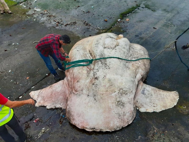 포르투갈령 아조레스 제도의 파이알 섬 근처에서 발견된 2744kg의 개복치 사체. 사진=애틀랜틱내추럴리스트