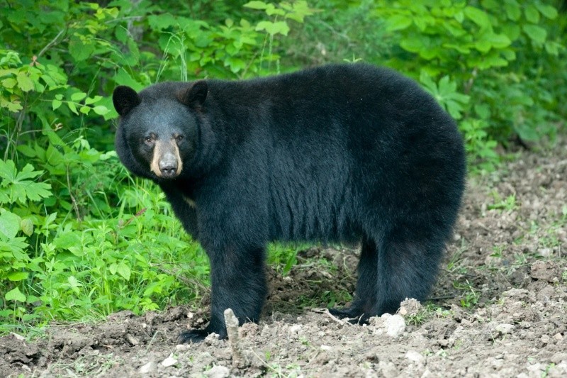 흑곰. 기사와 직접적 관련 없음. 사진=미주리 DOC(DEPARTMENT OF CONSERVATION) 