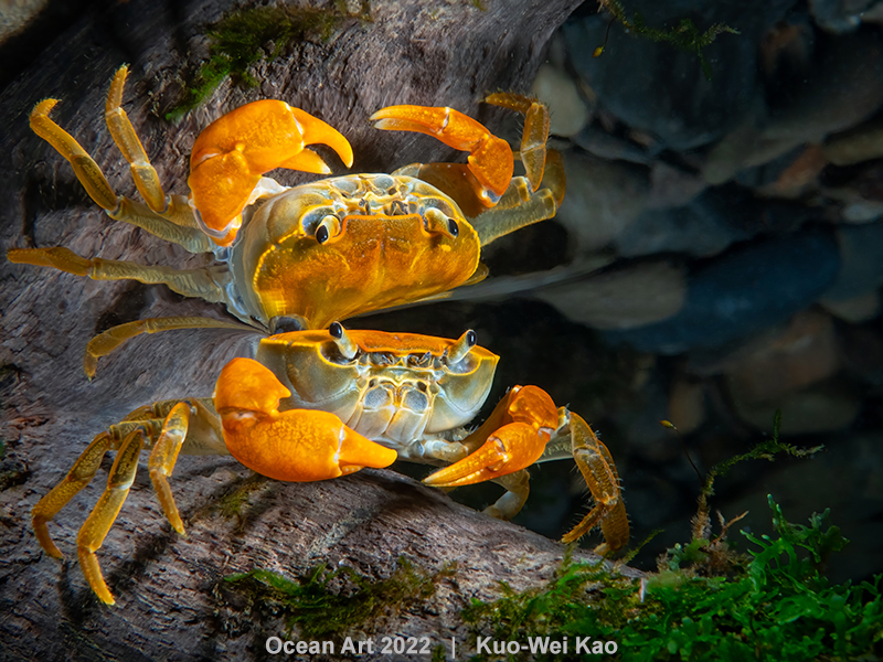 ‘포트레이트’ 부문 1위 ‘거울반사’. 대만 핑린구에서 촬영됐다. 사진=Kuo-Wei Kao/Underwater Photography Guide