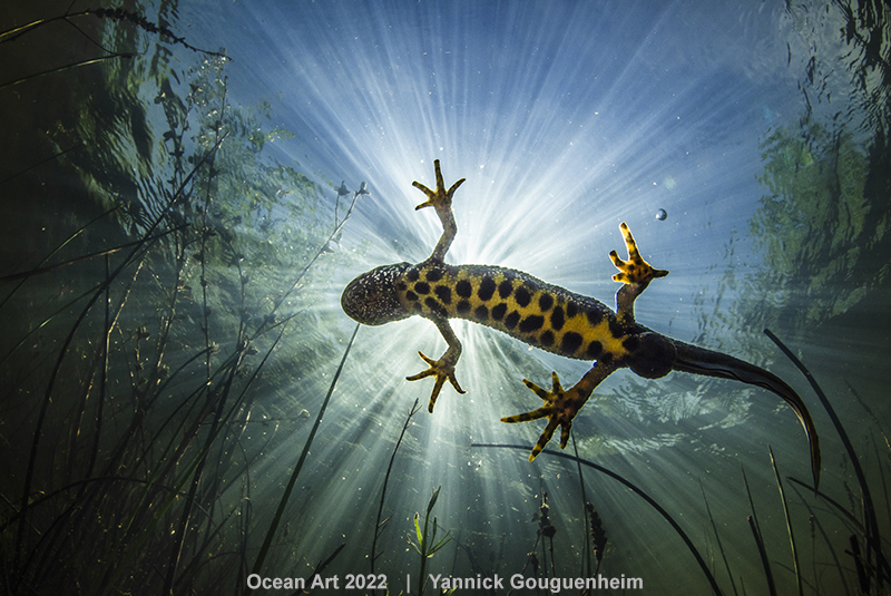 ‘콜드워터’ 부문 2위 ‘죠스’. 프랑스 가르드에서 촬영됐다. 사진=Yannick Gouguenheim/Underwater Photography Guide