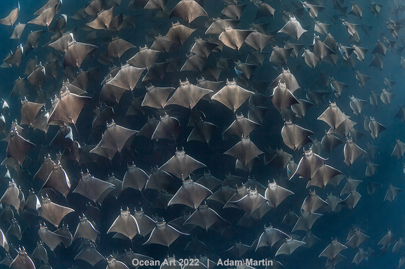 ‘광각’ 부문 가작(Honorable Mention) ‘만타가오리’. 멕시코 코르테즈해에서 촬영됐다. 사진=Adam Martin/Underwater Photography Guide