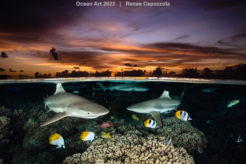 ‘광각’ 부문 1위 ‘상어 삼총사’. 프랑스령 폴리네시아에서 촬영됐다. 사진=Renne Capozzola/Underwater Photography Guide