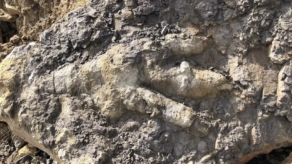 1억 6600만년 공룡의 것으로 추정되는 1m 크기의 발자국 화석. 사진=마리 우즈/멘체스터 대학교