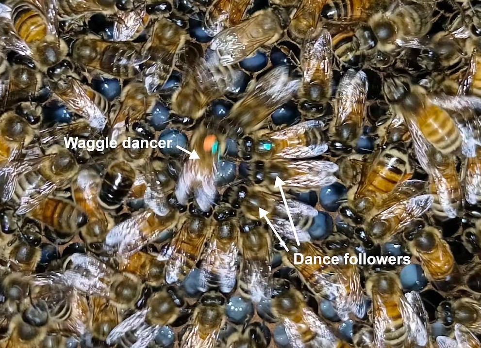 8자 춤(waggle dance)을 추는 꿀벌과 따라 추는 꿀벌들. 사진=Dong Shihao
