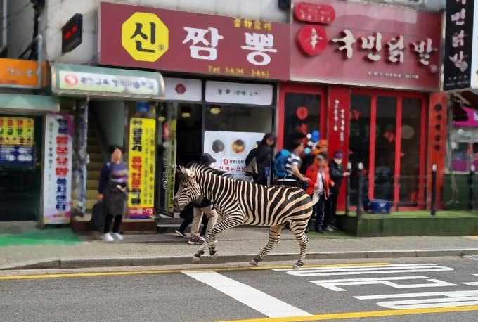지난 23일 서울 광진구의 어린이대공원을 탈출한 그랜드 얼룩말 ‘세로’가 인근 동네를 배회하고 있다. 사진=트위터 갈무리