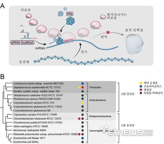 합성 조절 sRNA 작동 체제 모식도