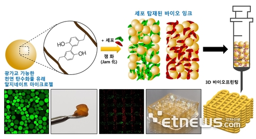 포스텍이 해조류에서 유래한 천연 탄수화물과 인체에 무해한 가시광선을 이용해 세포 생존율과 해상도가 높은 바이오잉크를 개발했다. 연구관련 이미지