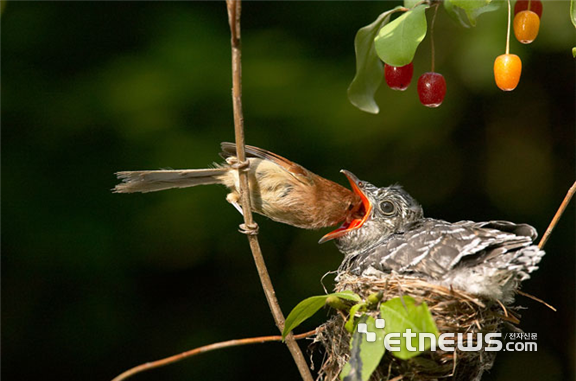 자신보다 몸집이 큰 뻐꾸기 새끼에게 먹이를 주는 오목눈이 어미 새의 사진 (출처: 환경부)