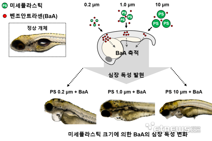 미세플라스틱에 의한 BaA 축적 및 심장 독성의 효과를 유도하는 과정 모식도