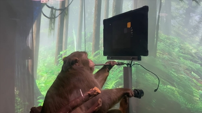 2021년 4월 뉴럴링크가 유튜브에 공개한 영상. AI 마이크로 칩을 뇌에 이식한 원숭이가 컨트롤러 없이 생각만으로 게임을 하고 있다. 사진=뉴럴링크 유튜브 캡처