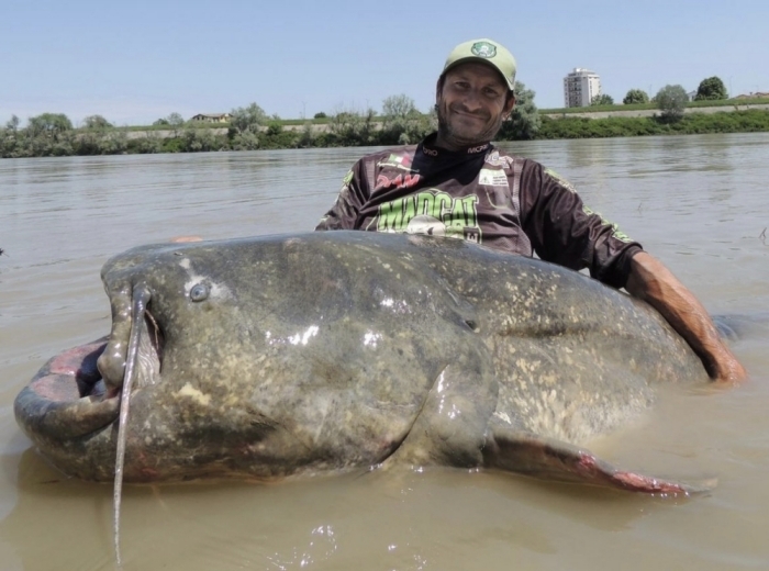 이탈리아에서 잡힌 몸길이 285cm 초대형 메기. 사진=알렉산드로 비안카르디 인스타그램 캡처