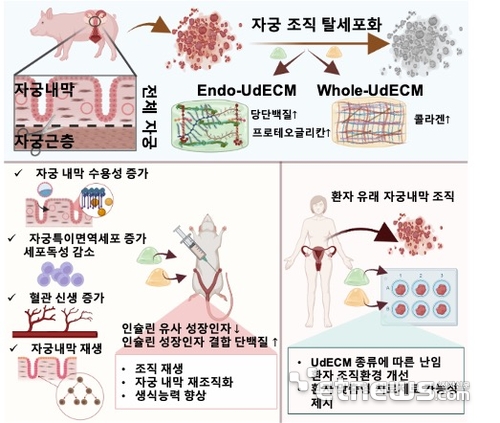 탈세포화 세포외기질 기반 하이드로젤의 효과(자궁 내막 재생/생식 능력 항상)