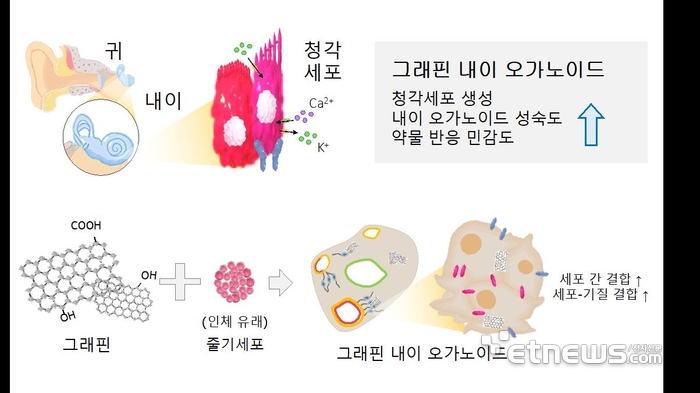 내이 기능 구현하는 배양체 개발 그래픽.