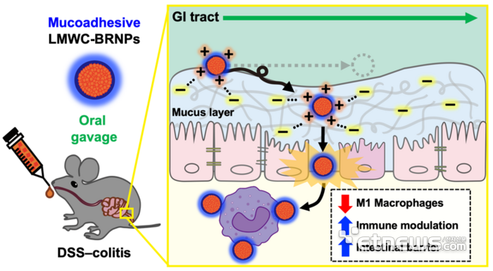 점막부착성 나노입자 ‘LMWC-BRNPs’