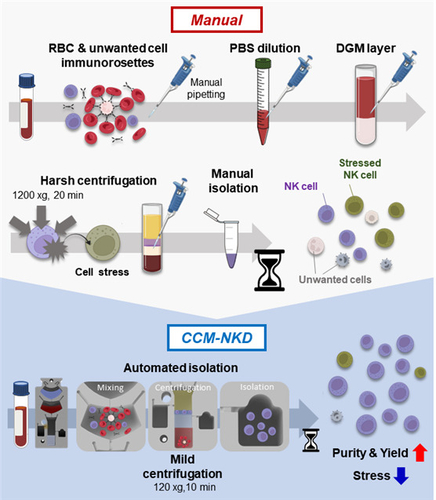 'CCM-NKD'는 완전 자동화된 NK세포 분리 시스템이다. 기존 방식 대비 높은 순도와 수율을 제공하며 낮은 스트레스로 높은 항산화 능력을 가진 세포를 분리할 수 있다. CCM-NKD 모식도.