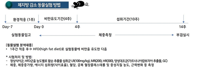 '팥순' 추출물 10주 섭취에 체지방 25% 감소..동물실험 확인