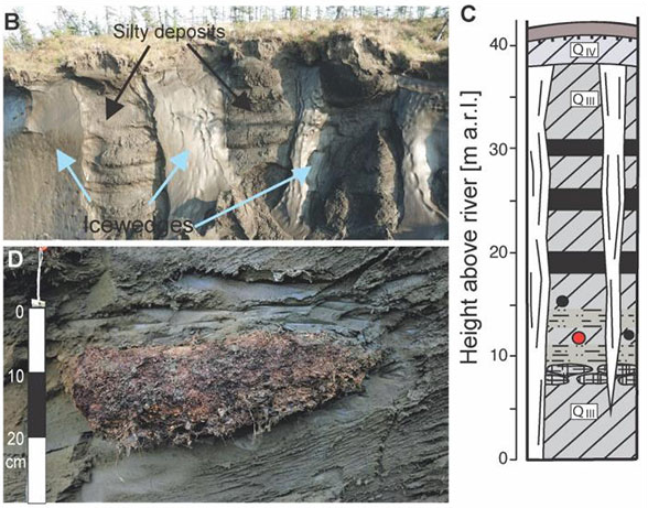 석기시대 벌레가 발견된 동토층 모습. 사진=PLOS GENETICS 논문 캡쳐