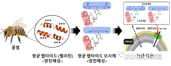 양친매성 구조를 가지는 저분자 항균 펩타이드 모방체을 이용한 다재내성균에 대한 항균 활성 및 작용기전을 나타냄.