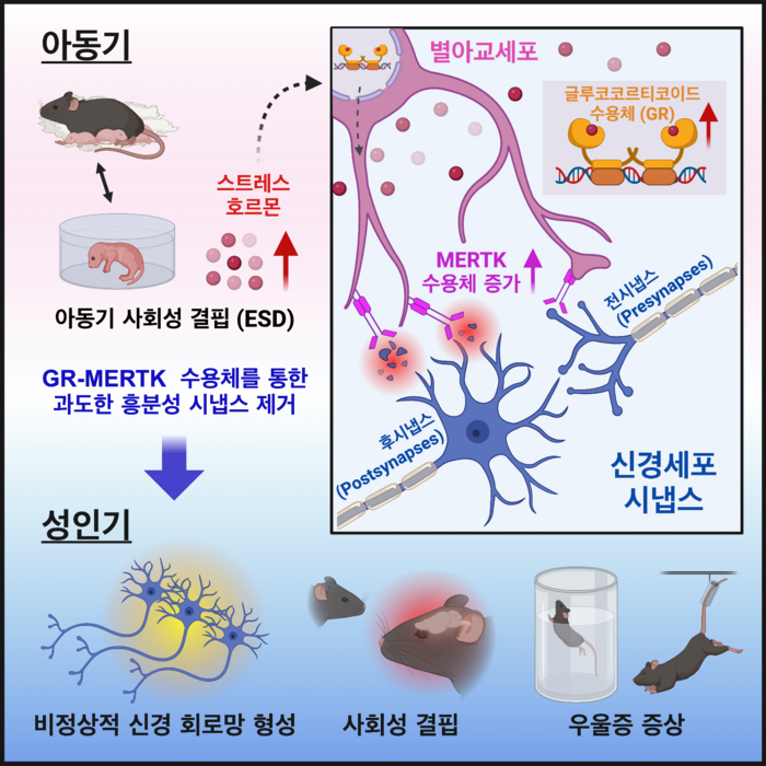 아동기의 과도한 스트레스 호르몬 분비는 별아교세포의 글루코코르티코이드 수용체(GR)를 통해 MERTK 포식 수용체 발현을 증가시켜 흥분성 시냅스를 과도하게 제거하게 한다. 이 경우 영구적으로 뇌 회로 손상을 초래해 정신 질환 행동을 유발한다.