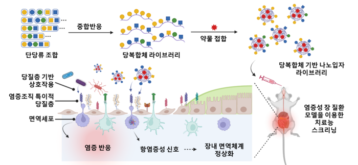 염증성 장 질환 치료용 당복합체 기반 나노 의약 플랫폼 개발 모식도