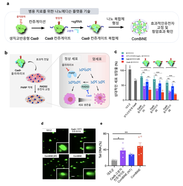 생직교반응 기반 병용 치료용 크리스퍼 나노복합체인 ComBiNE의 제조와 기능.