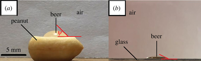 땅콩과 맥주 속 기포의 접촉각과 유리와 맥주의 접촉각(왼쪽부터). 출처: Royal Society Open Science