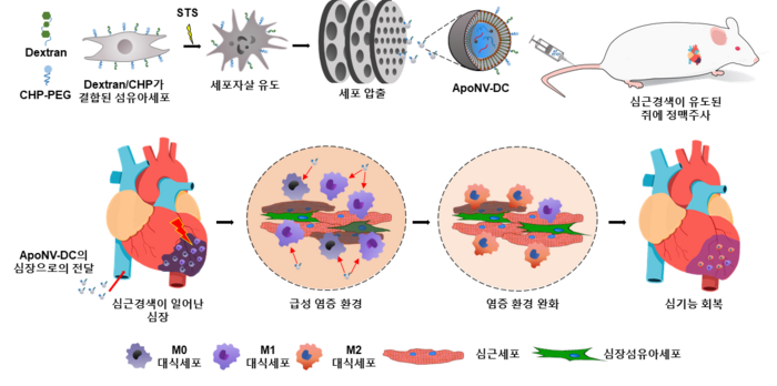 ApoNV-DC의 제작 과정과 이의 심근경색 치료 메커니즘