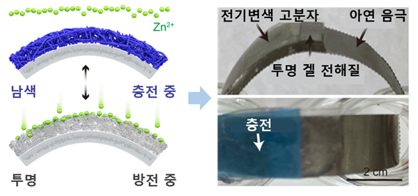 충전시 남색, 방전시 투명하게 바뀌는 고분자를 양극으로 이룬 전기변색 아연이온전지