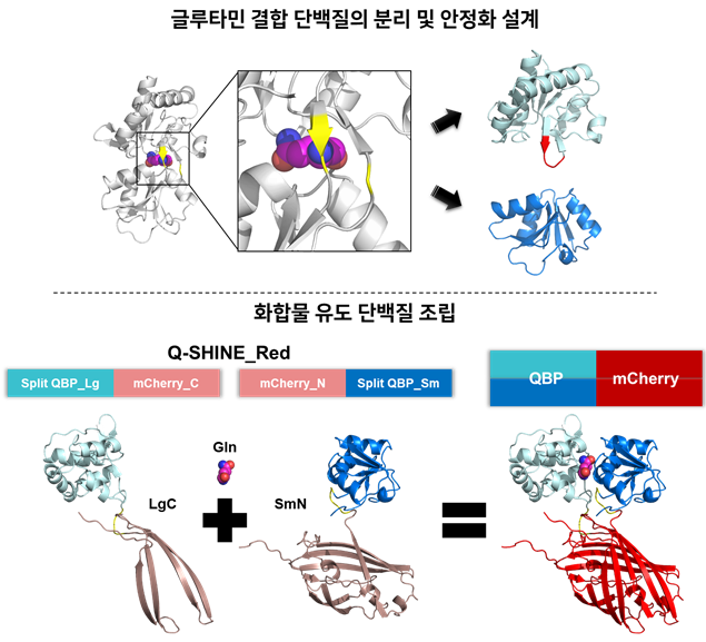 단백질 분리 및 안정화 설계를 통한 '화합물 유도 단백질 조립' 원리의 Q-SHINE 센서 개발 모식도