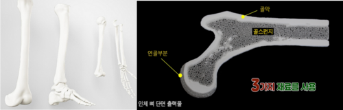 쓰리디코리아가 자사가 개발한 3D프린터 및 필라민트 등 핵심 기술을 기반으로 출력한 고객 CT데이터 기반 뼈 출력물(왼쪽). 오른쪽은 3가지 소재를 활용해 3D프린터로 골막과 연골, 골스펀지 등을 하나로 출력한 뼈 단면.