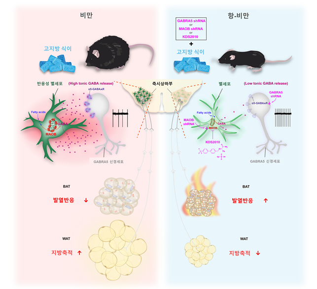 별세포의 지방 대사 조절 모식도. 별세포의 마오비 또는 GABRA5 유전자를 억제하거나, 마오비 억제제 KDS2010 투여하면 가바 분비가 줄어 GABRA5 신경세포가 활성화되고, 지방 대사가 촉진돼 체중을 감소시킨다.