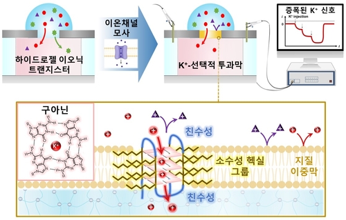 자연계 세포막을 모사한 칼륨이온 선택적 투과막 및 하이드로젤 이오닉 트랜지스터와의 융합 이미지