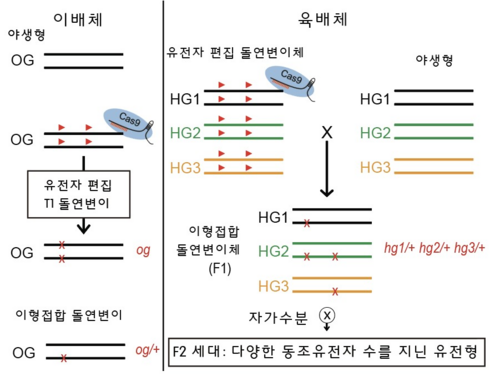 유전자 편집을 이용한 육배체 유전형 분리법. 사진=김근화 경상국립대 선임연구원