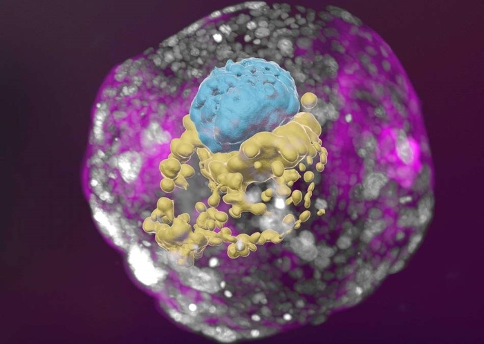 14일된 인간 배아와 동일한 발달 단계에 있는 줄기세포 유래 인간 배아 모델. 사진=와이즈만 연구소