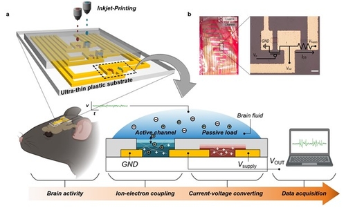 잉크젯 인쇄 기술로 제작된 삽입형 뇌신호 증폭 센서 구조 및 동작원리(a)와 대뇌 피질에 부착된 통합 센서와 확대된 광학 현미경 사진(b)