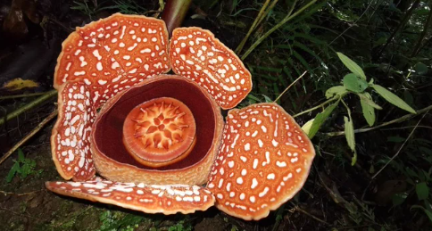 특유의 악취로 '시체꽃'으로도 불리는 동남아시아의 '라플레시아(Rafflesia)' 종 대부분이 서식지 파괴로 멸종 위기에 직면했다. 사진=트위터 Adriane Tobias