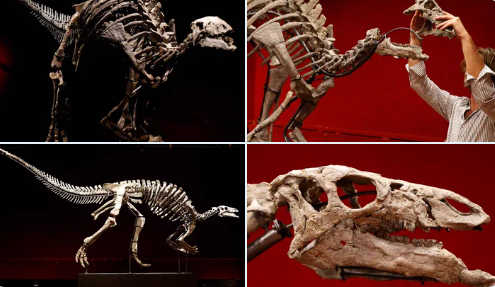 1억 5000만년 전 초식공룡 캄프토사우루스 화석이 경매에 나온다. 사진=트위터 News Intercept