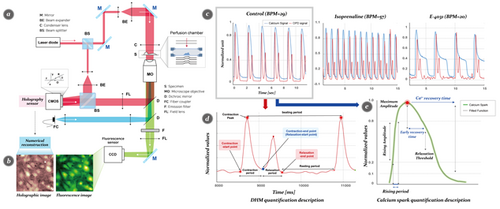 홀로그래피 이미징기술과 칼슘 이미징기술 결합기반 심장근육세포 수축운동 및 칼슘 동역학 동시 측정 시스템 개요도