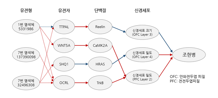 이번 연구로 밝혀낸 조현병 예측 마커와 조현병을유발하는 원리