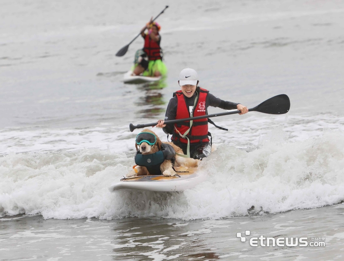 부산 광안리 해변에서 '제1회 SUP DOG 대회'가 열렸다. 사진=KAPP