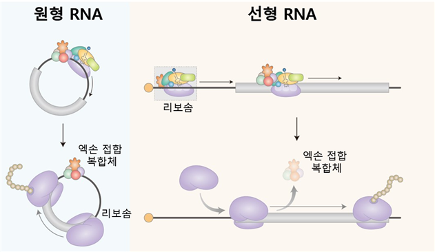 연구 모식도