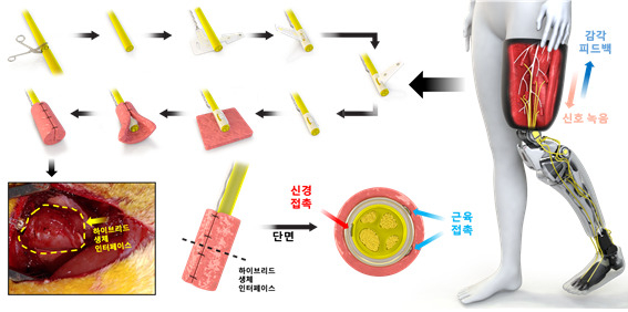 하이브리드 생체 신경 인터페이스 모식도