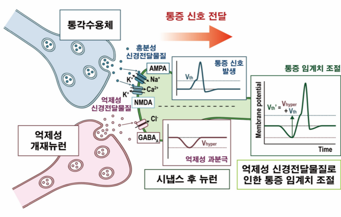 흥분성 및 억제성 신경전달물질로 인한 통각수용체의 동작 모식도