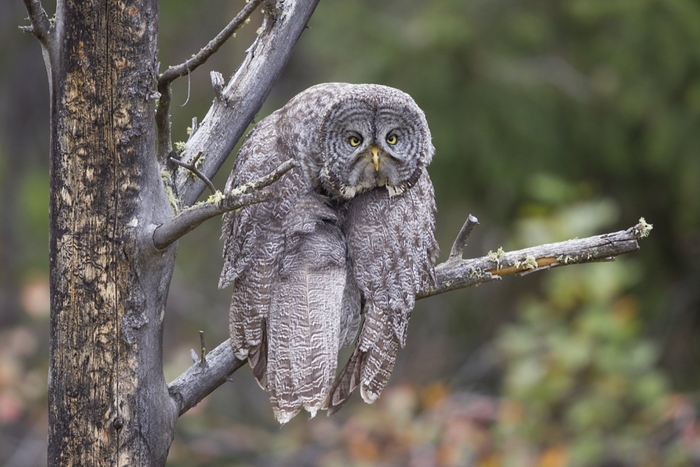 높은 점수를 받은 '월요병'. 사진=Comedy Wildlife Photo Awards/John Blumenkamp