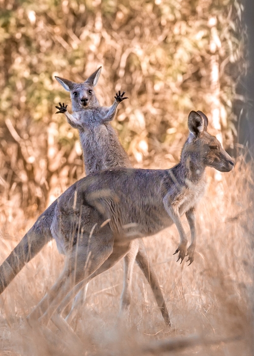 높은 점수를 받은 '폴짝'. 사진=Comedy Wildlife Photo Awards/Lara Mathews