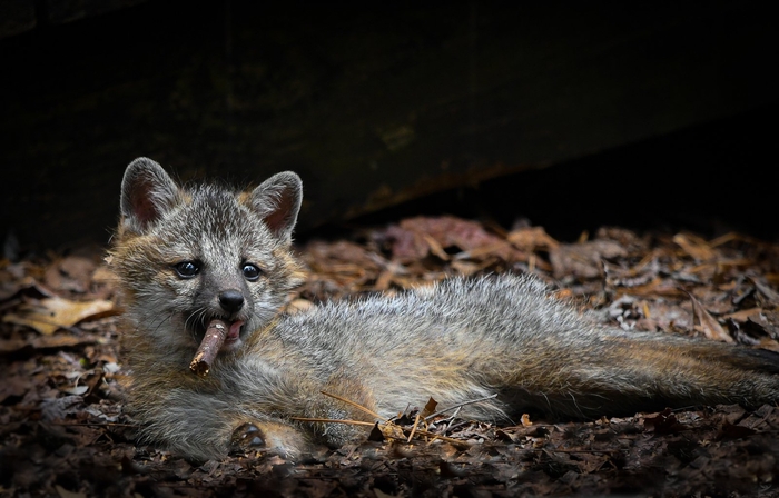 높은 점수를 받은 '선생님, 죄송하지만 당신은 담배피기에 너무 어린 것 같은데요'. 사진=Comedy Wildlife Photo Awards/Dakota Vaccaro