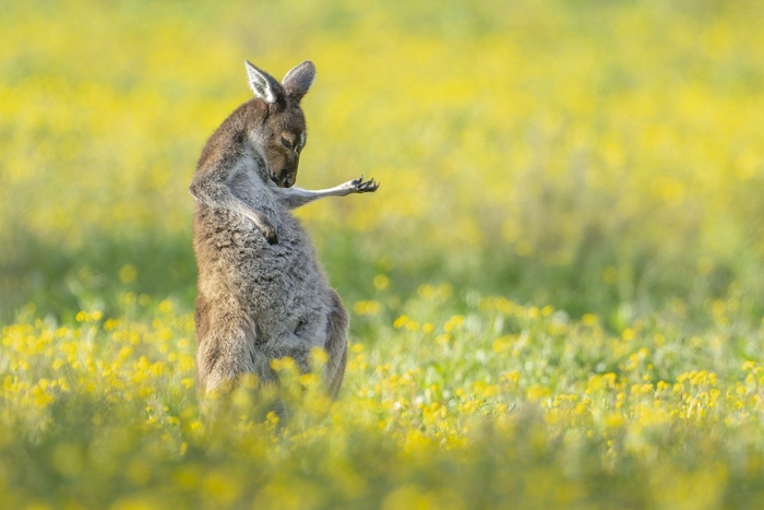 종합 우승작 '에어 기타루'. 사진=Comedy Wildlife Photo Awards/Jason Moore